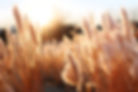 AdobeStock_631108248.jpeg