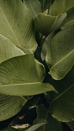 leaves.png