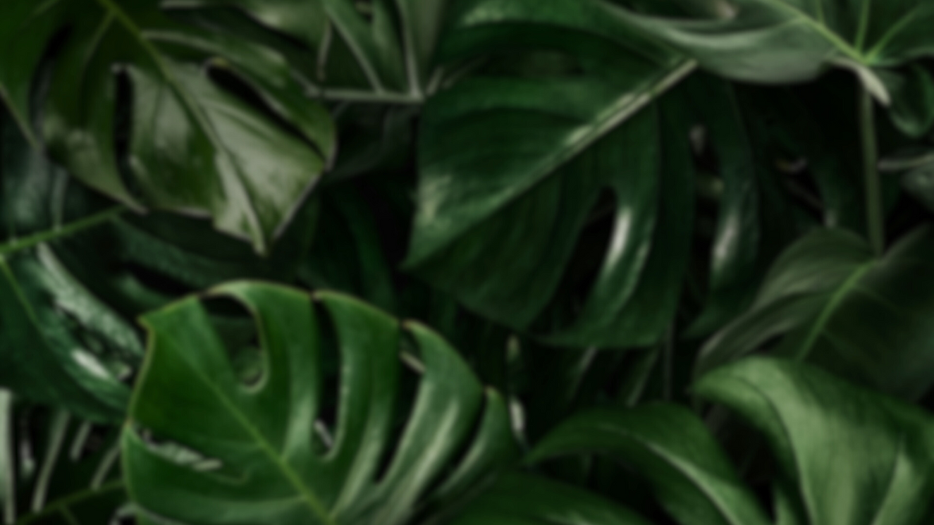 monstera titelbild julia spitzwieser.png