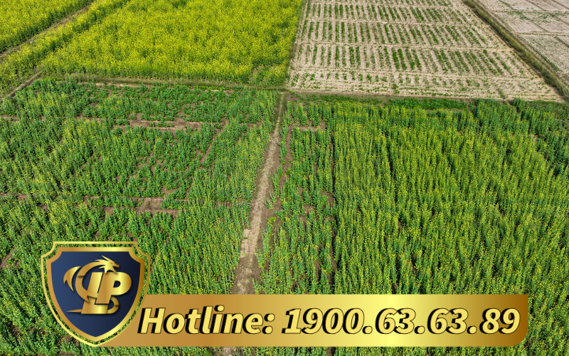 Dịch vụ tư vấn trọn gói thủ tục xác nhận nội dung quảng cáo phân bón tại Long Phan