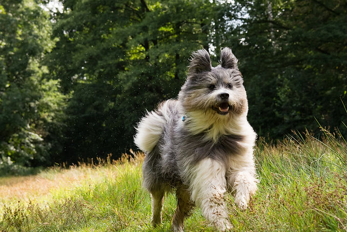 Foto Leinenbefreiung Intro Bild 