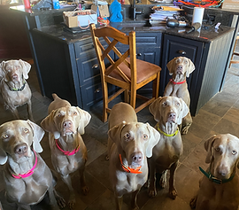 Sandyridge's weimaraners waiting for their lunch