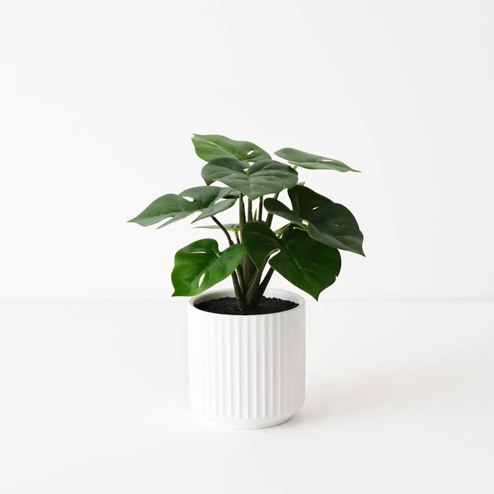 Monstera Plant in Pot