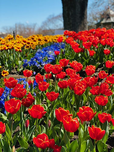tulips.jpeg