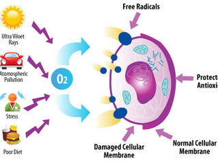 What are Antioxidant benefits and  free radicals ?