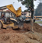 Piantumazione alberi Brianza - Vedano - Monza - Lissone