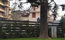 Potatura alberi Monza
