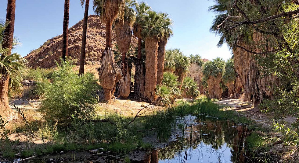 indian-canyons-palm-canyon.jpeg