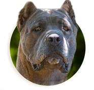 badge thundra (1).png