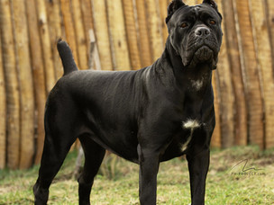 cane corso russa importada preta