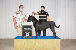 Cane corso dalila campea brasileira