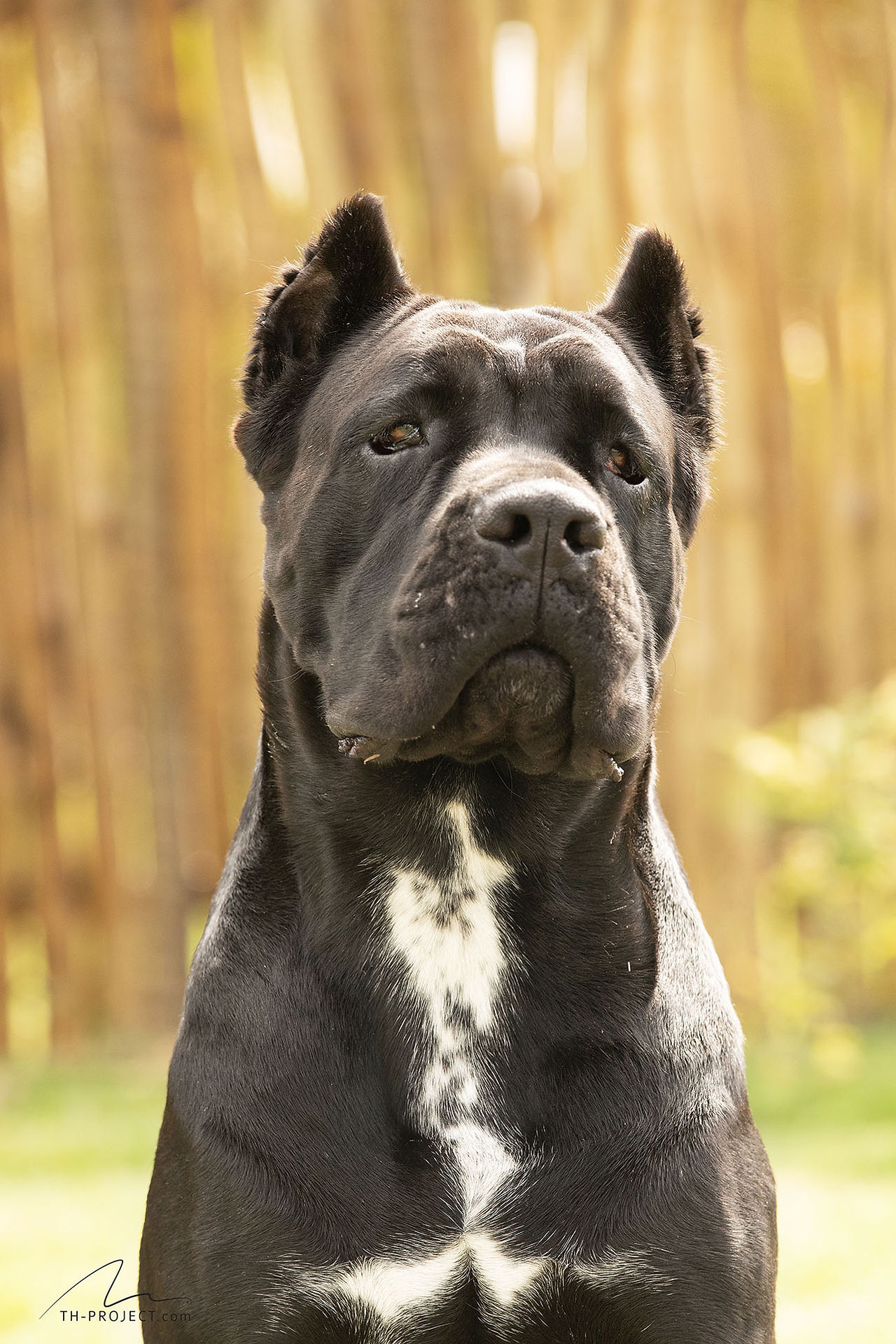 Detalhes marcantes do Cane Corso preto.