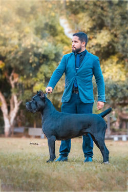 Marvel Cane Corso Ragusa