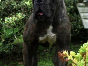 tocco cane corso da italia.jpeg