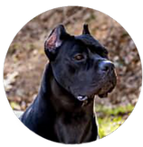 Design sem nome (1).png