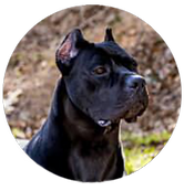 Design sem nome (1).png