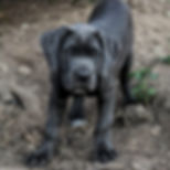 Onde comprar cane corso no nordeste
