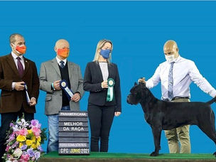 Adel Cane corso importada campea brasileira.jpg