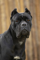Cane corso preto adel importada.jpg