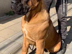 Cane Corso fulvo mascara preta.jpeg