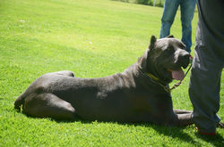 Cane corso onde comprar