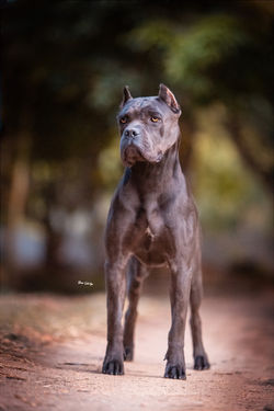 Cane Corso Cinza qual o valor