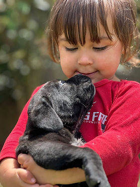 visnadicanekennel_1762803720_3762992804667741464_12400062178.jpg