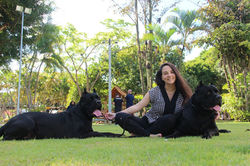 Cane Corso guarda