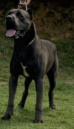 Cane corso prova bh