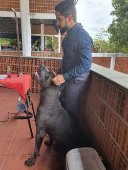Cane corso campeao exposicao