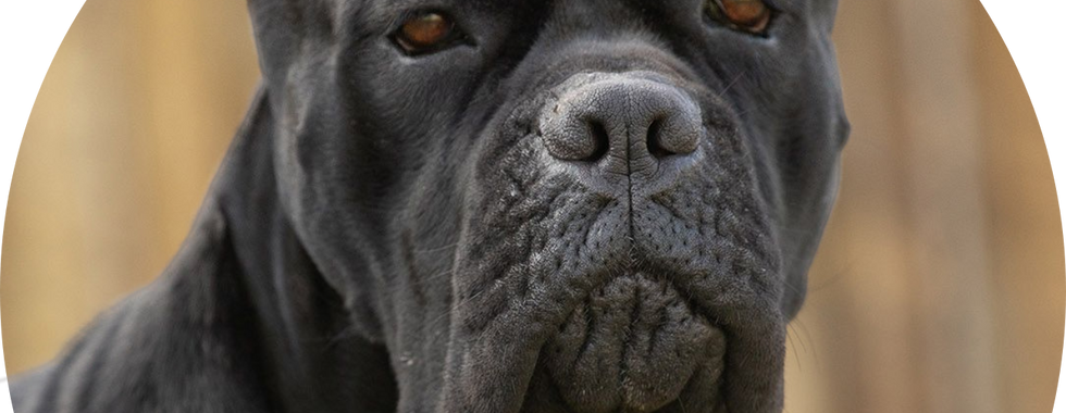 Cane Corso preto majestoso em pose imponente.
