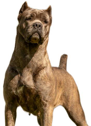 Eva_Agosto2025-7 (1).png