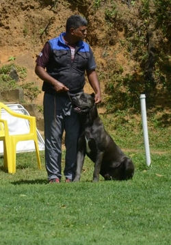 cane corso em prova de trabalho ragusa