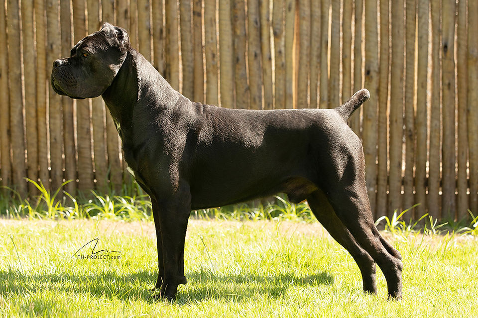 Cane Corso preto em um registro fotográfico envolvente.