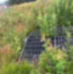 Overgrown vegetation on a conventional solar system, diminishing energy output by blocking sunlight and reducing panel efficiency.
