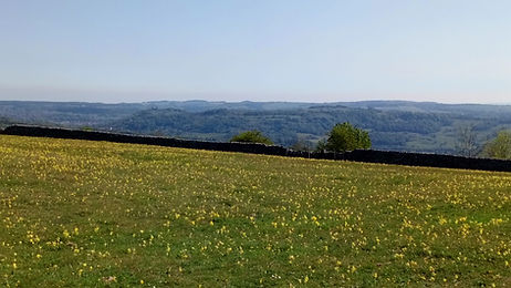 Cowslips on Middleton Moor looking towards Riber Castle.
