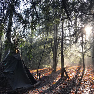 bushcraft hut infront of trees, sun coming through the trees