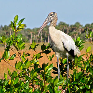 The Threatened Wood Stork