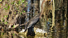 The Lightning-Fast Anhinga