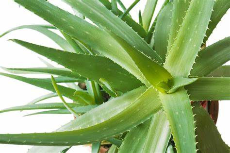 Miniatura: Aloe Arborescens 7