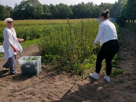 Nettle TOC Receives TSE Industry Studies Grant to Expand Sustainable Materials Production