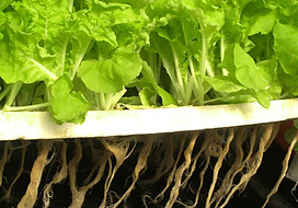 Hydroponic supplies. Mastic, NY