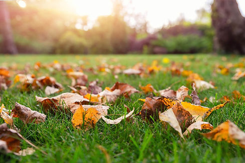 WS Rasenpflege-im-herbst.jpg