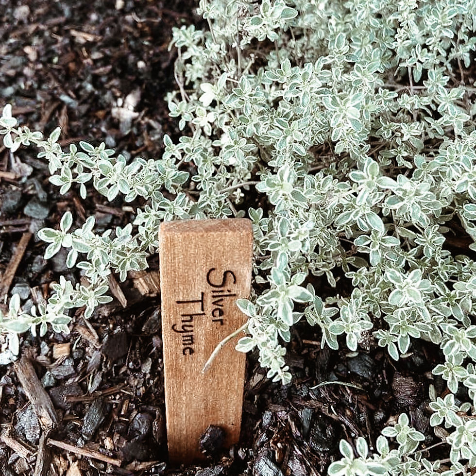 Thumbnail: Kauri Herb Pegs 10 Pack