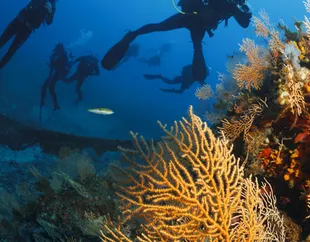 Liveaboard Diving Vacation Expeditions Cruising Catamaran