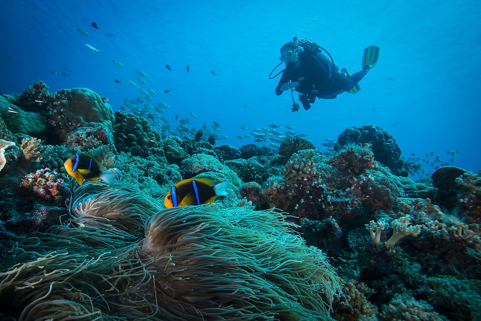 Charter Catamaran St. Maarten Diving