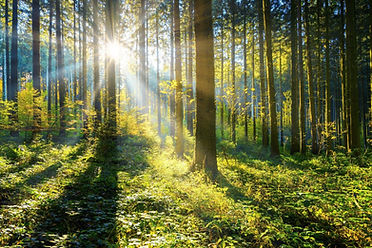Trees Green.jpg