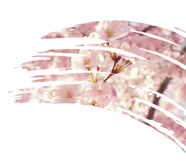 Brushstroke_Cherry_blossom_Right.png