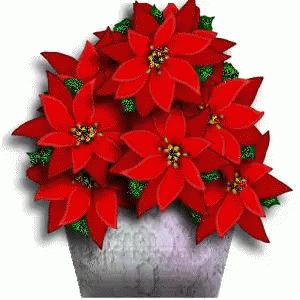 Poinsettia Sale
