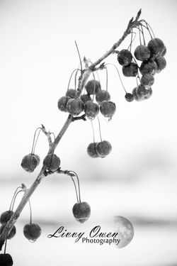 Berries